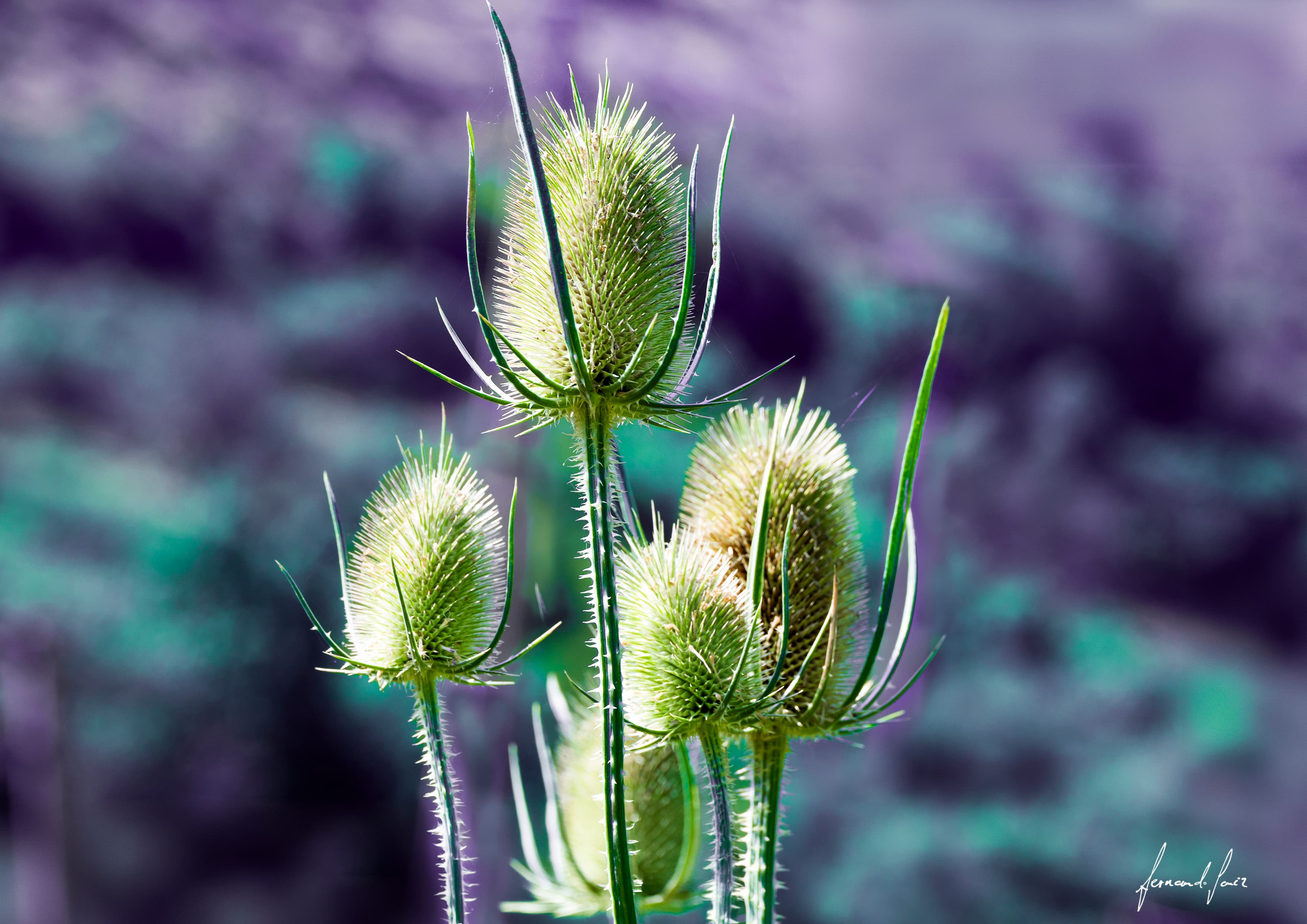 MG_9849, Naturaleza Viva
